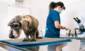 A eseguire l'installazione sono autorizzati veterinari registrati presso l'organizzazione professionale e le ASL