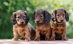 Alimentazione dei Cuccioli