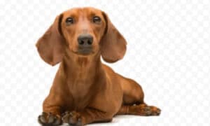 Alimentazione equilibrata per cani