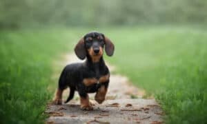 Bassotto Cane Caccia