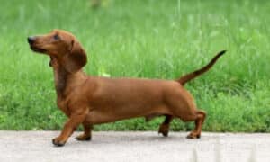 Bassotto Cane Caratteristiche