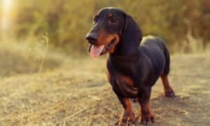 Bassotto Cane da Caccia