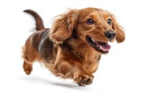 Bassotto Cane da Compagnia