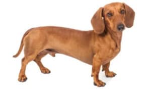 Bassotto Cane da Tartufo