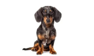 Bassotto cane da Appartamento