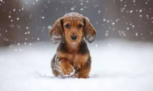 Cucciolo Bassotto Pelo Lungo