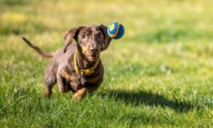 È noto per essere un cane particolarmente affettuoso, a cui piace stare a stretto contatto con il proprio padrone