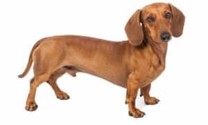 I cani Bassotti sono dotati di zampe notoriamente corte e di una coda lunga e dritta