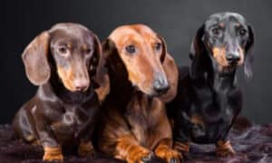 Il Pedigree è l'equivalente di un documento d'identità per il cane