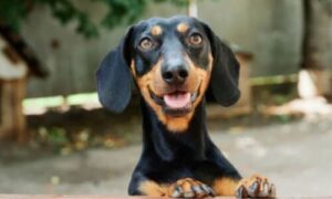 Monitoraggio del peso del cane