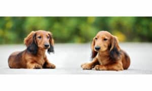 Questi cani, piccoli ma vigorosi, venivano utilizzati prevalentemente come guardiani di abitazioni e templi