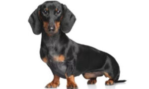 Scegliere il Giusto Cibo per Cani