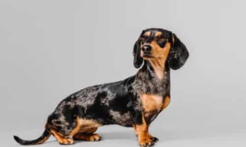 Taglia, ENCI e Pedigree